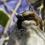 house sparrow close up