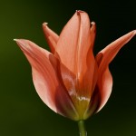 red tulip in sunlight