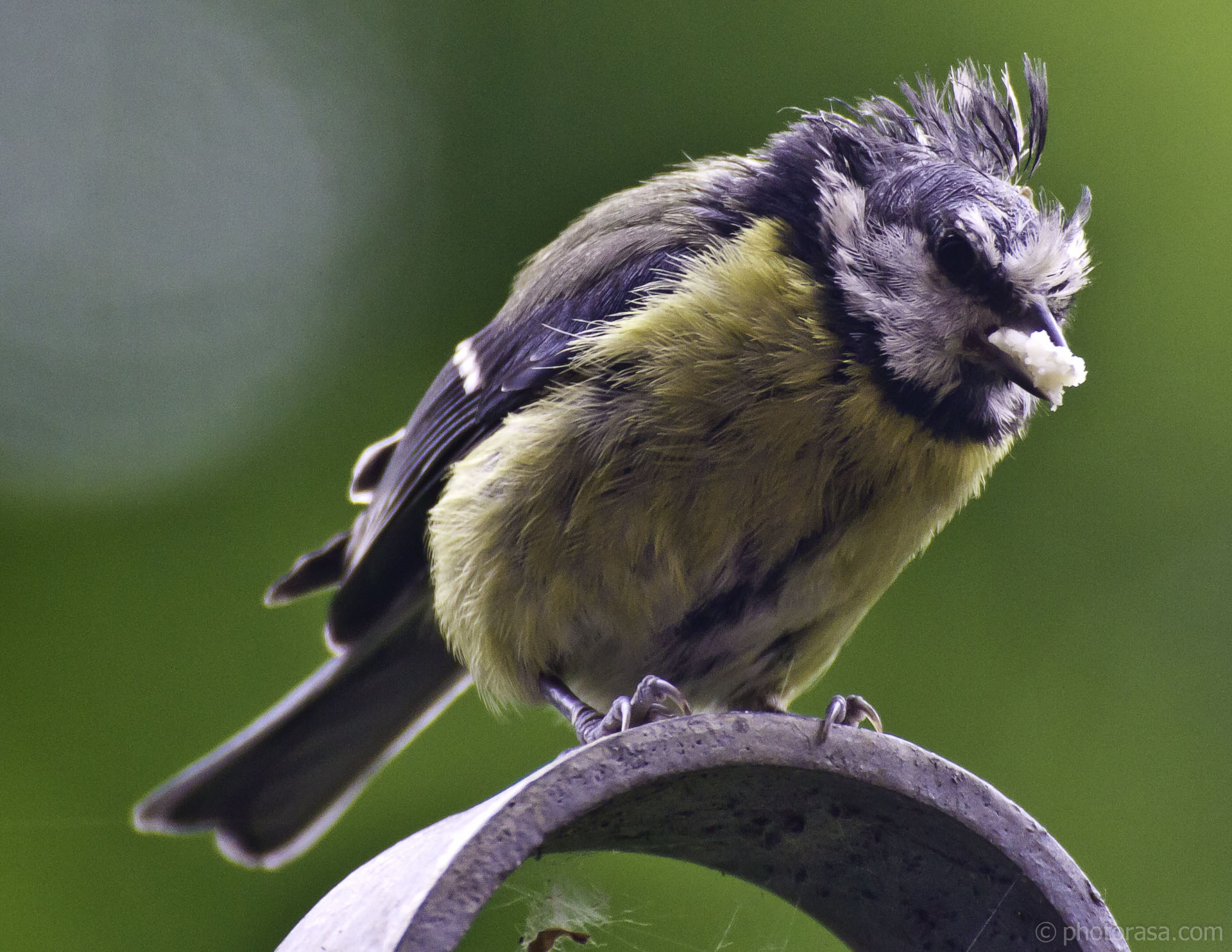 bald blue tit