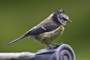 bald blue tit with mite