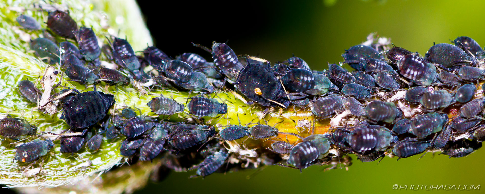 black aphid hordes
