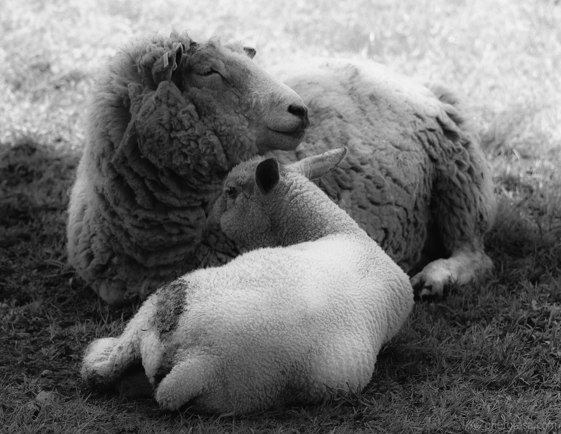 lamb and mother