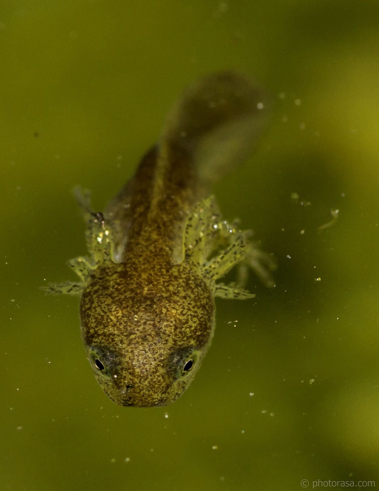 newt tadpole head