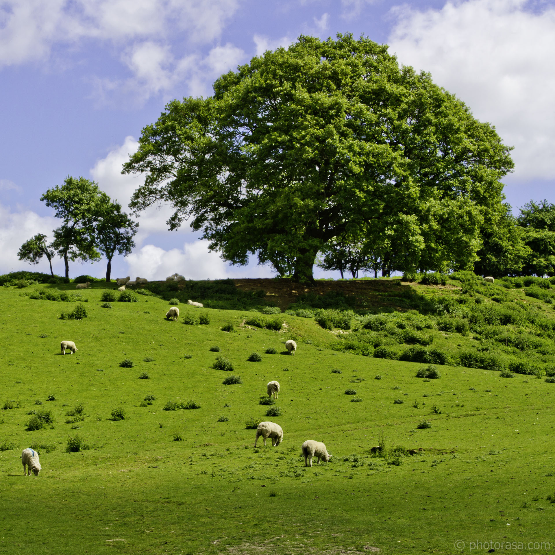 sheep and oak on brow of hill