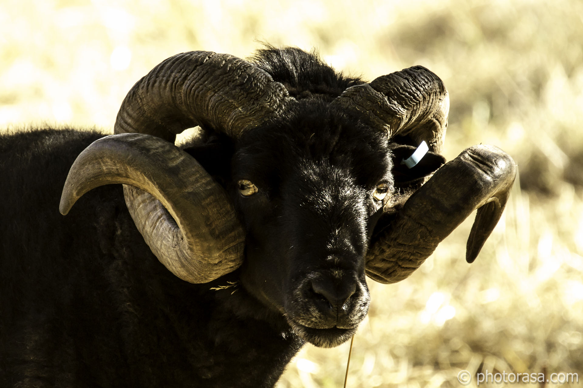 black hebridian sheep front horns