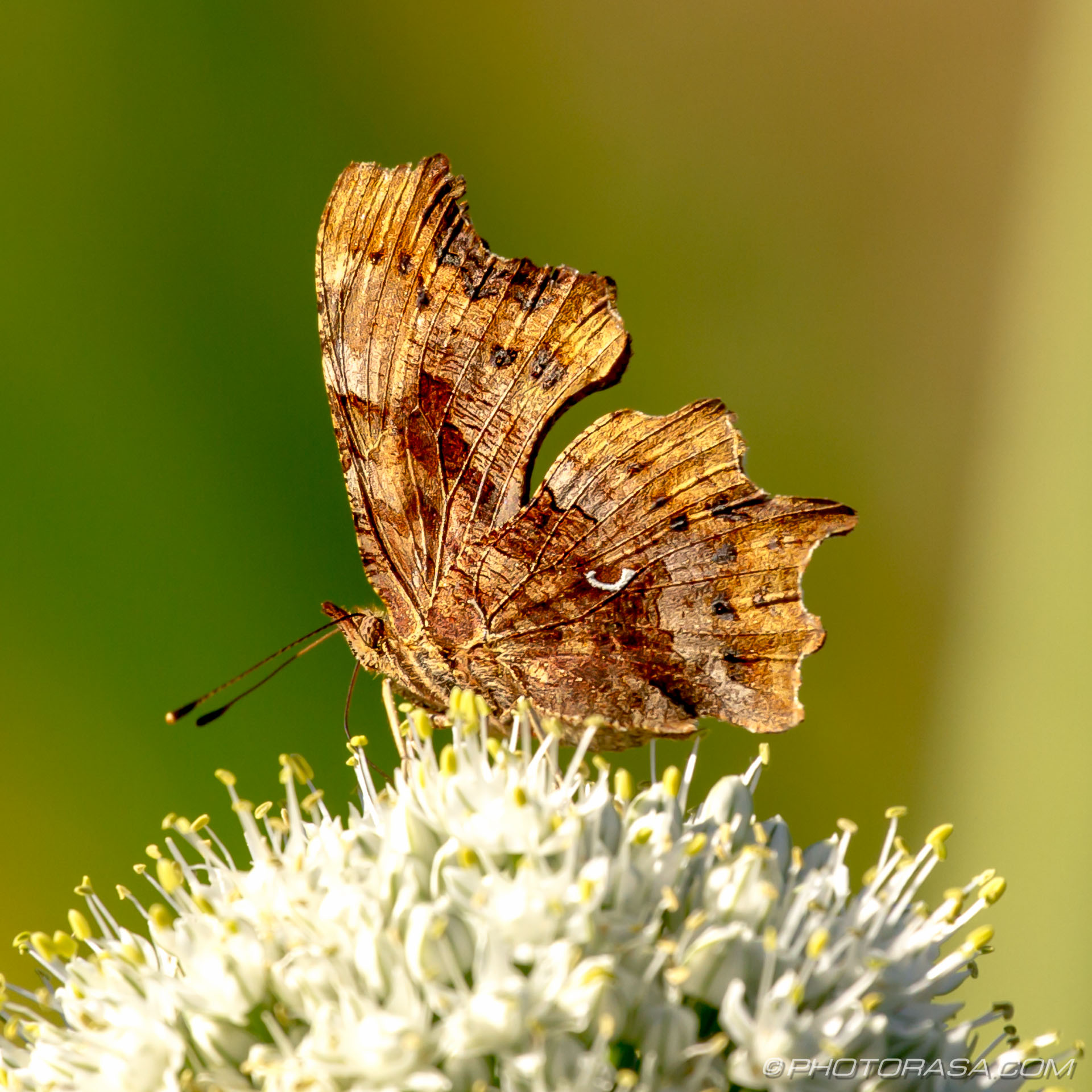 comma butterfly underwing