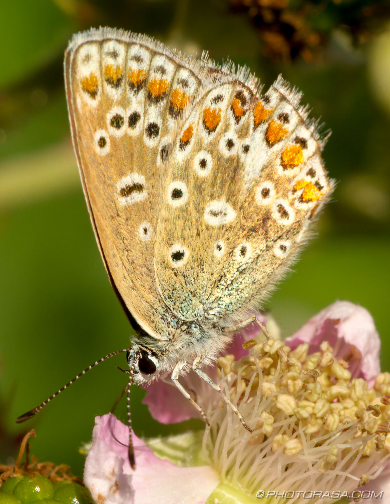 female common blue butterfly underwing