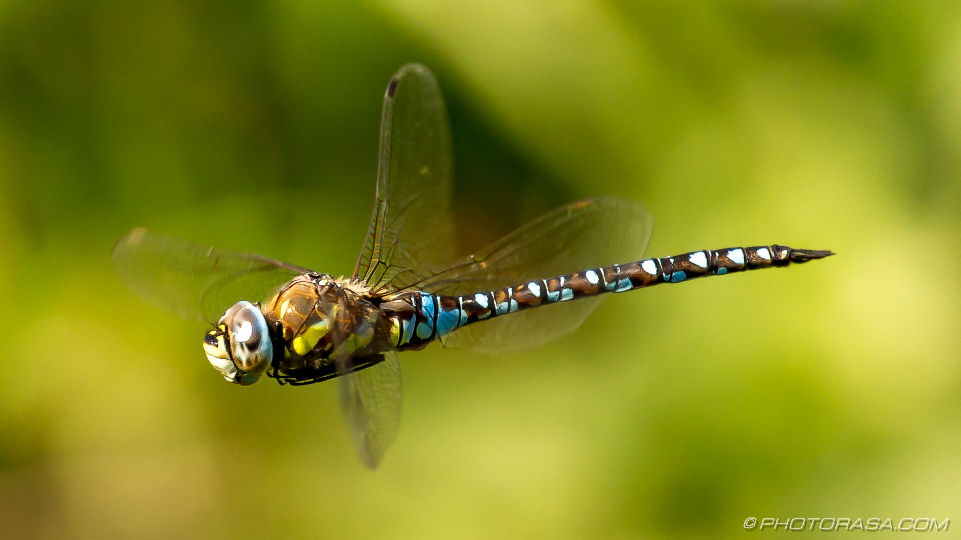 male migrant hawker dragonfly hovering