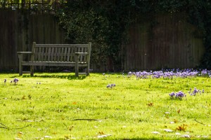 bench and crocuses on boughton green