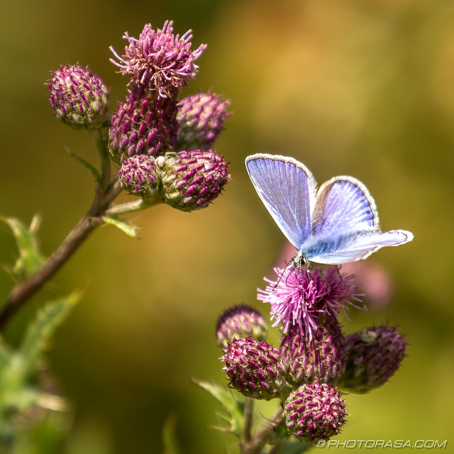 common blue butterfly and purple thistle flowers