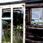flowers in shed window