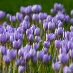 large flowering of purple crocuses