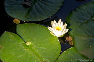 lily and lilypads