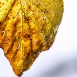old autumn leaf full of holes