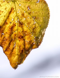 old autumn leaf full of holes