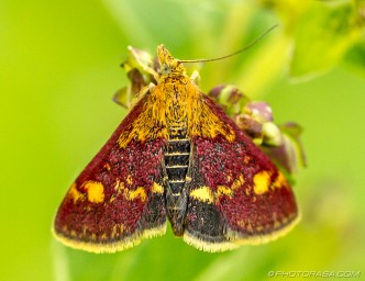 small red moth - pyrausta aurata