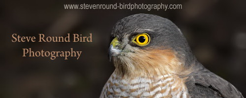  steve round bird photography