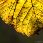 yellow autumn leaf close up