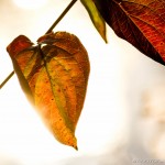 autumn leaves in strong sunlight