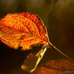 backlight brown red dogwood leaf