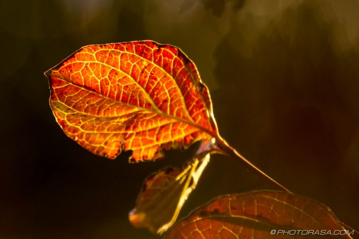 backlight brown red dogwood leaf