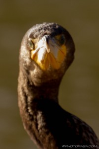 beak in focus