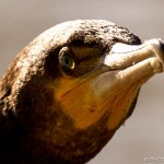 cormorant eye and beak