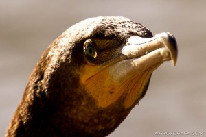 cormorant eye and beak