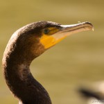 cormorant head
