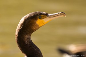 cormorant head