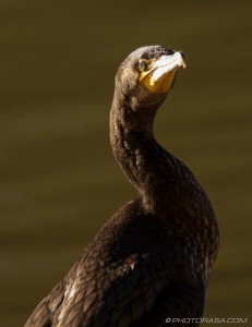 cormorant looking beyond with light cast on face