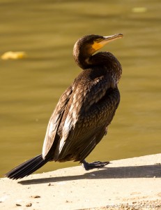 cormorant standing by river