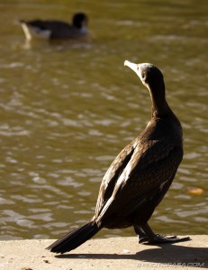 cormorant with sun on plumage looking over