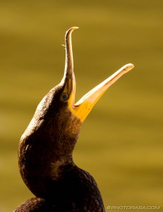 cormorant yawning
