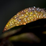 dewdrops on tiny autumn leaf