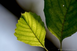 hazel leaf in autumn sunlight
