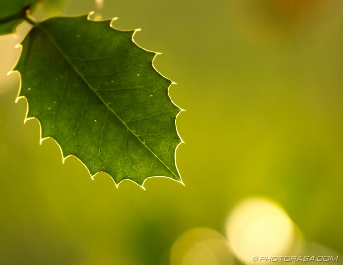 holly leaf and veins in autumn sunlight