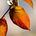 leaves showing autumns glow