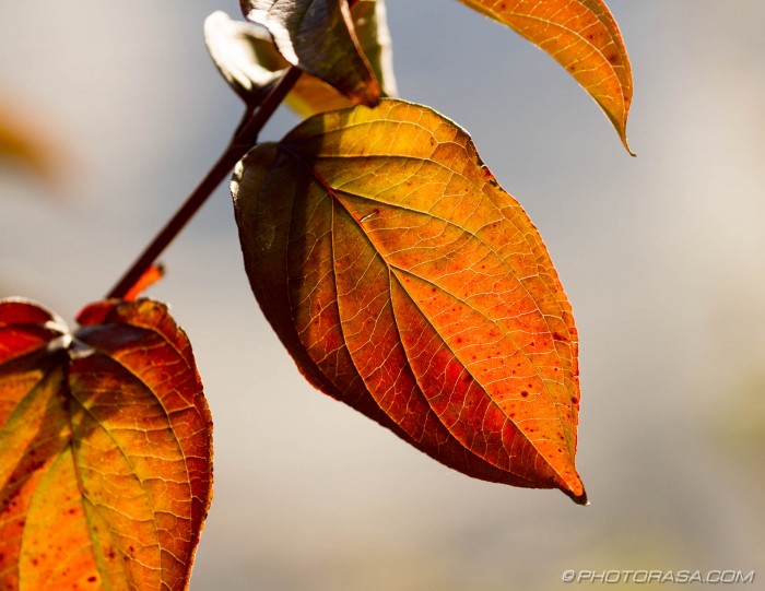 leaves showing autumns glow