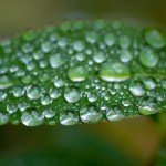 loads of tiny  water droplets on leaf