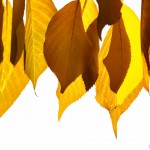 old yellow beech leaves