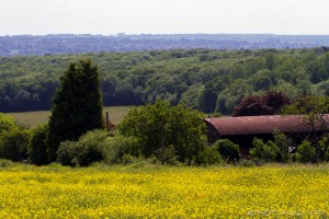 rapeseed and old corrogated barn on pilgrims way