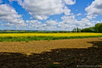 rapeseed field and blue sky in otham