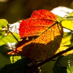 red stained leaf in sunlight