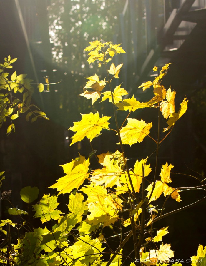 sunlight on yellow leaves