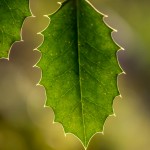 transparent holly leaf and veins