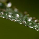 water droplets on edge of leaf
