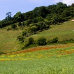 wild poppies and rapeseed