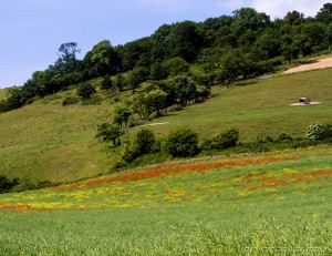 wild poppies and rapeseed