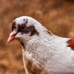 hdr white brown and grey speckled pigeon